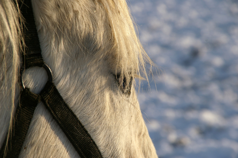 Winter-Augenblicke