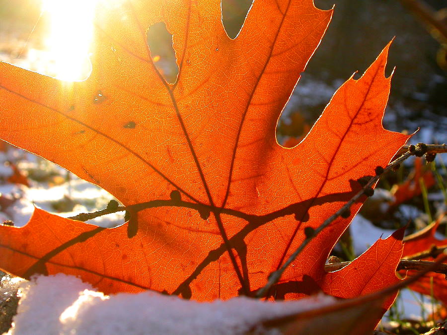 Winter aus der Froschperspektive!