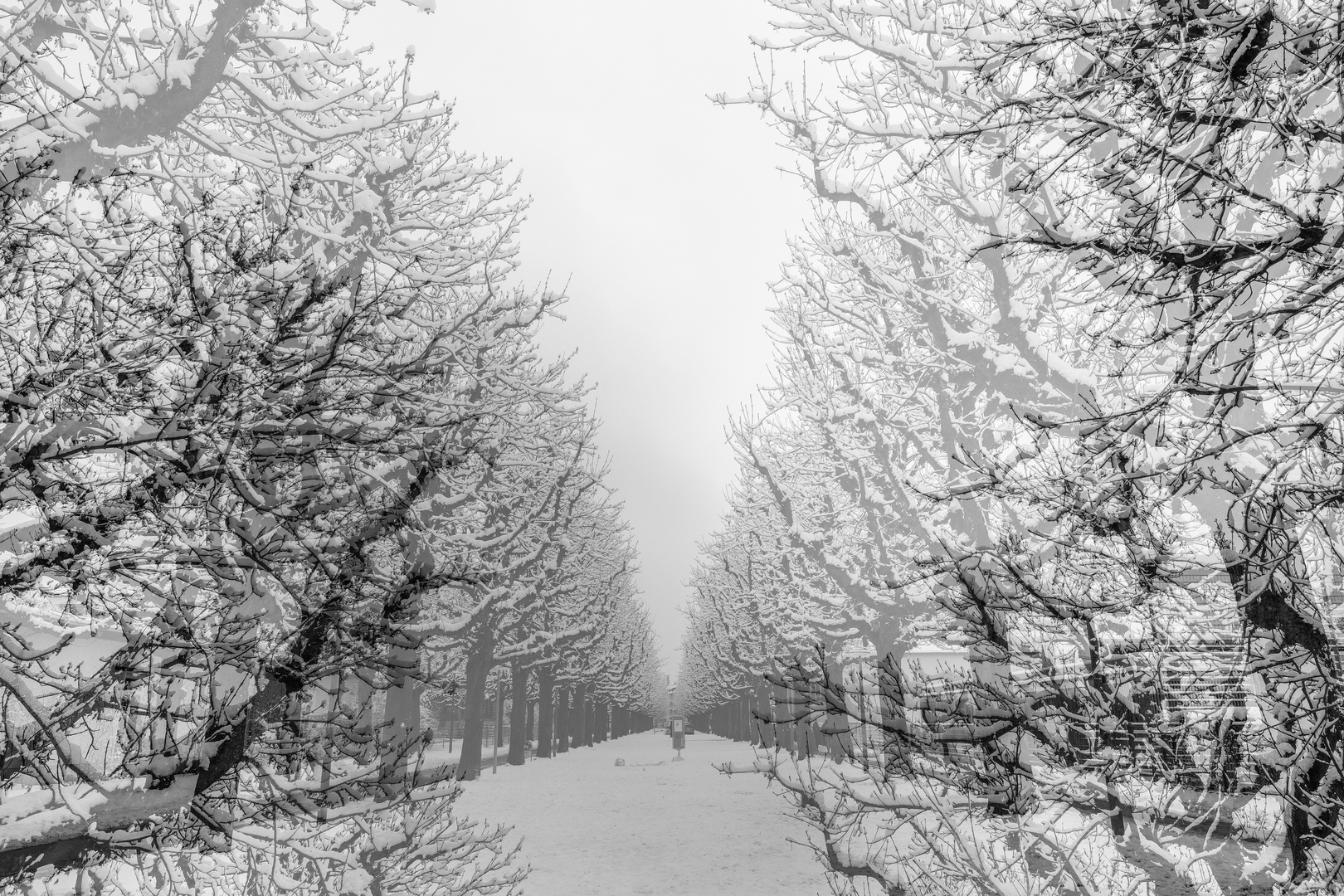 Winter Avenue 