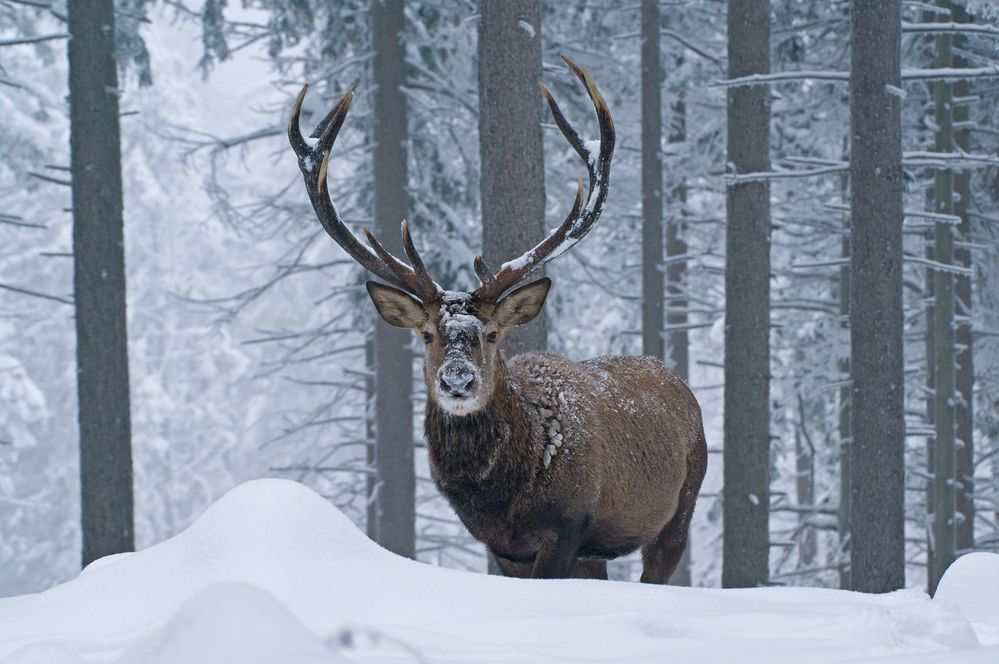 Winter Foto & Bild | tiere, wildlife, natur Bilder auf fotocommunity