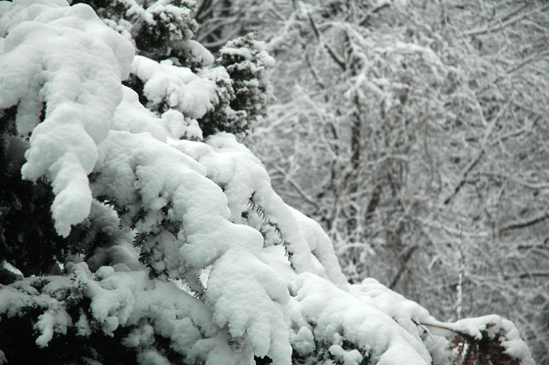 winter backyard