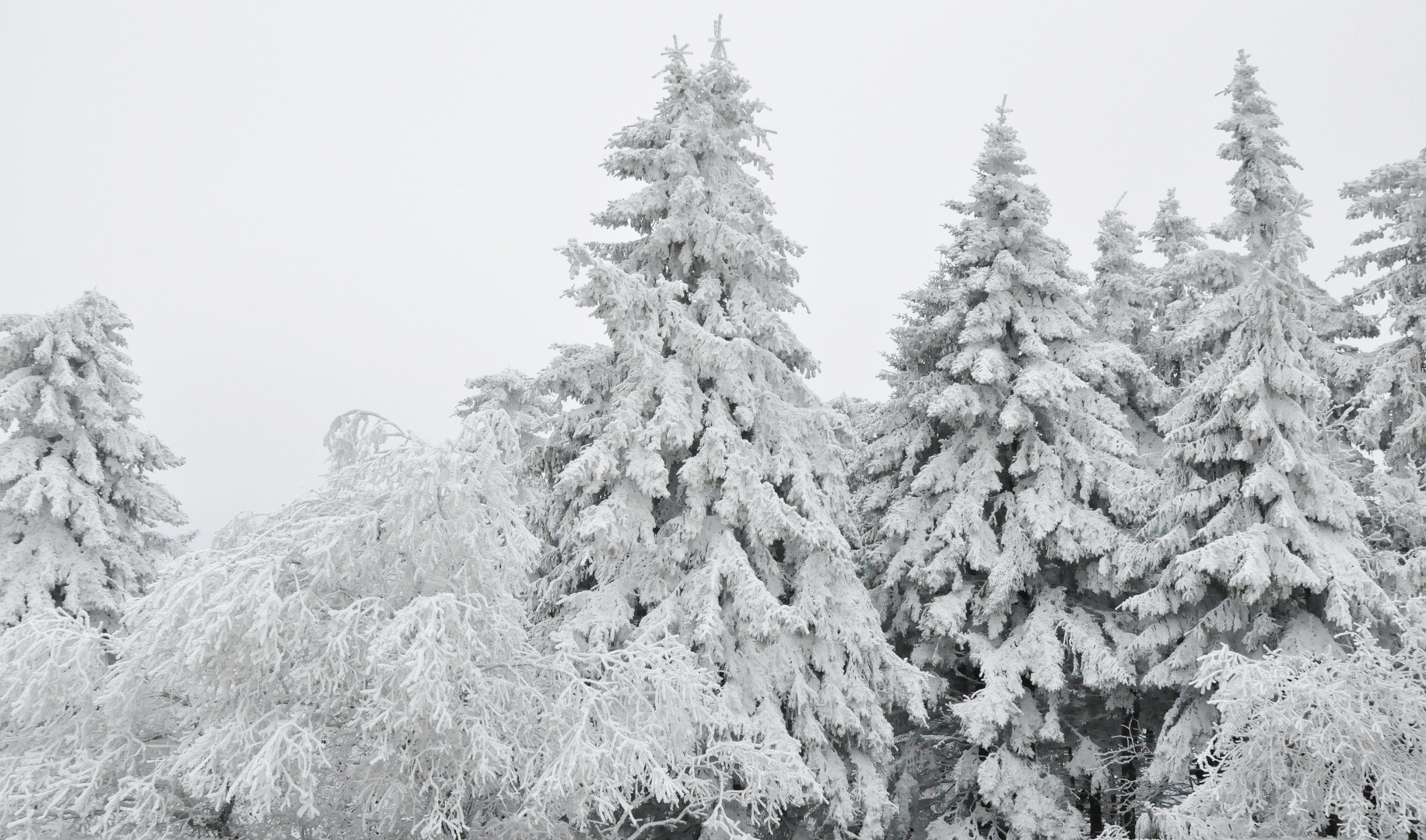 Winter-Bäume: 05