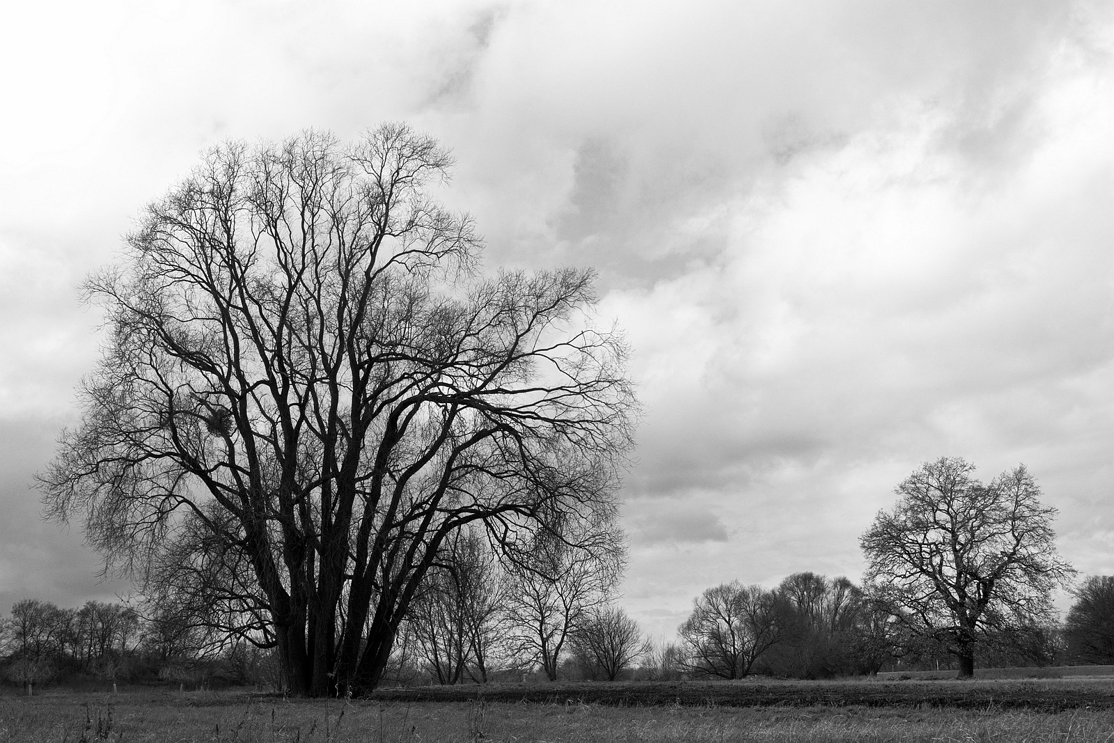 Winter - Bäume