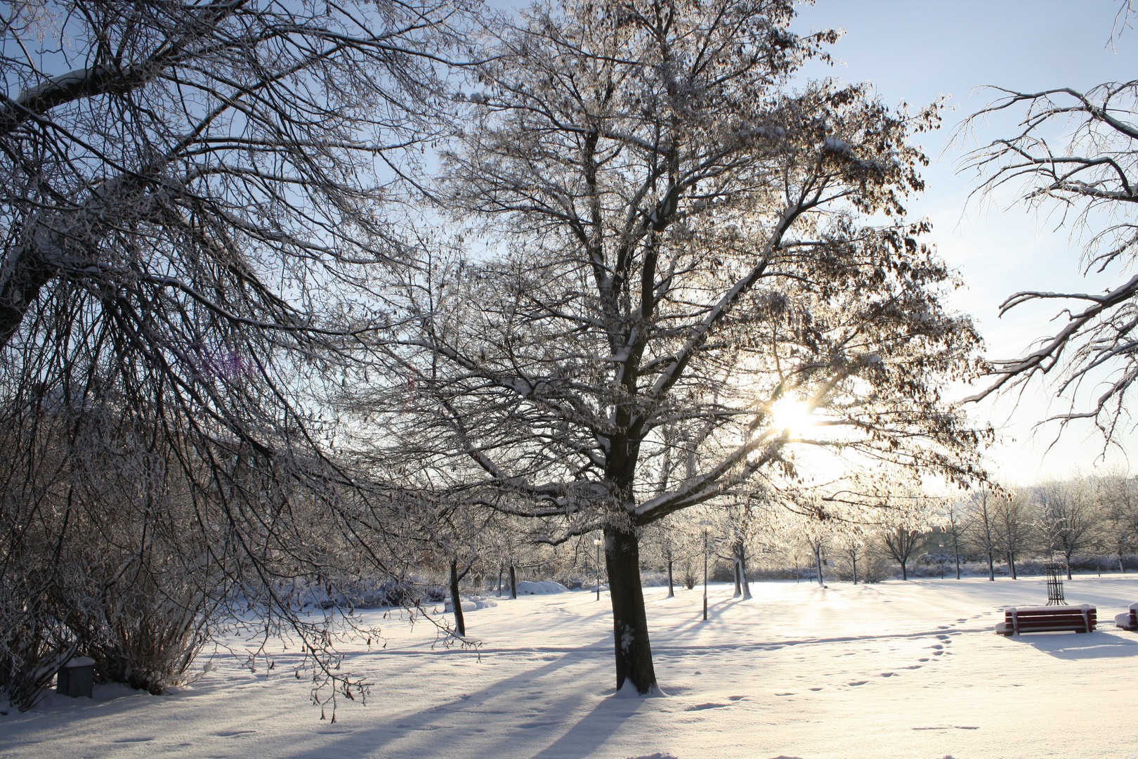 Winter Bäume