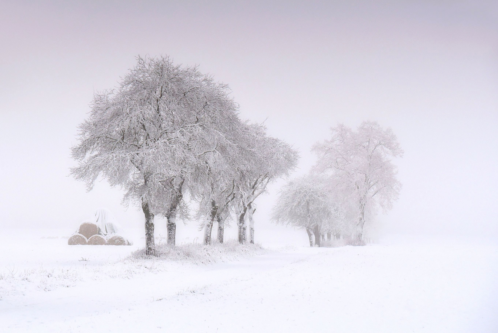 Winter Bäume