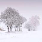 Winter Bäume