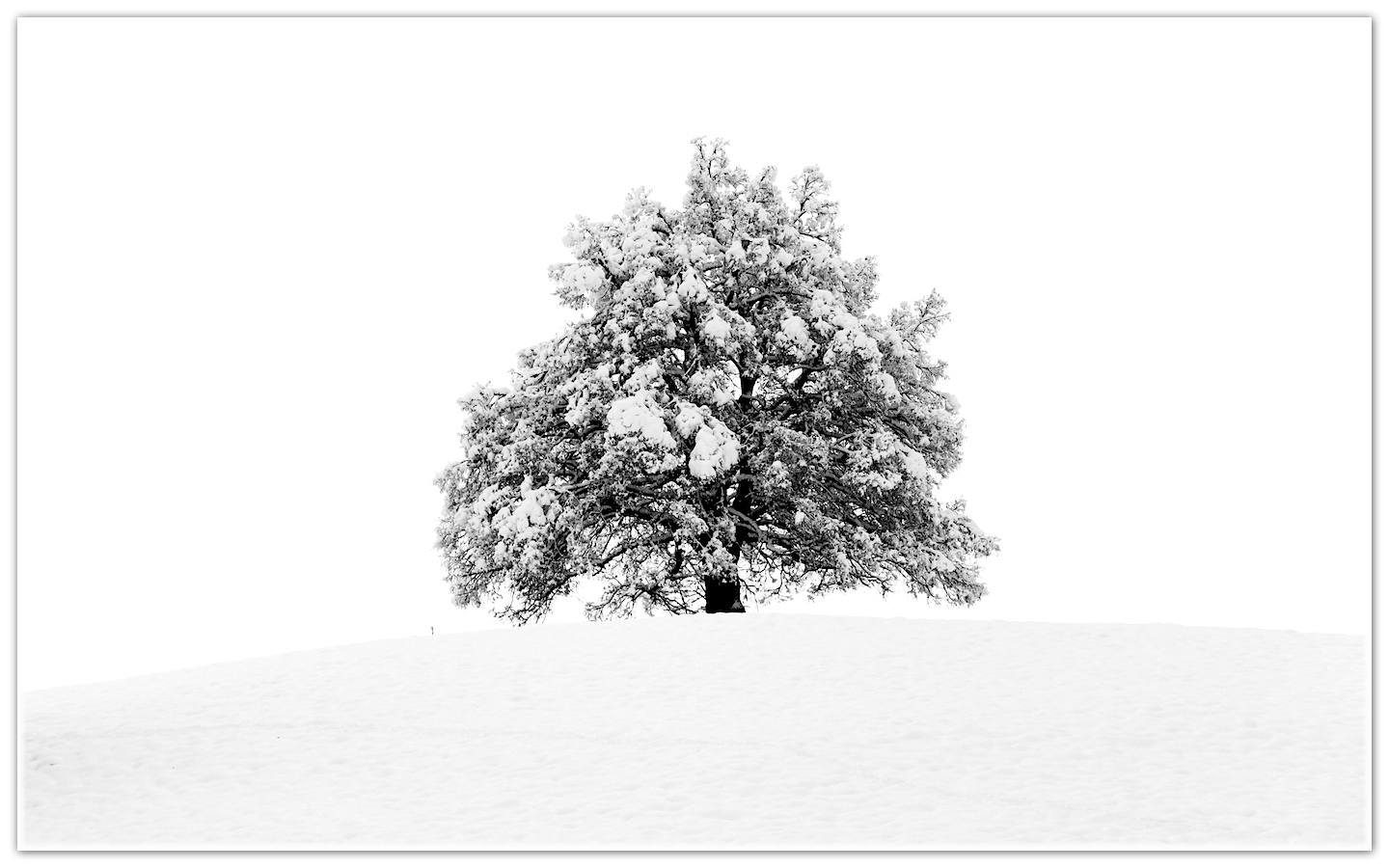 Winter Baum