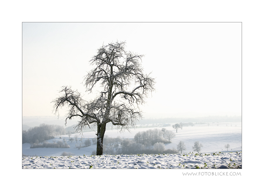 Winter Baum #1