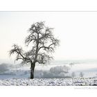 Winter Baum #1