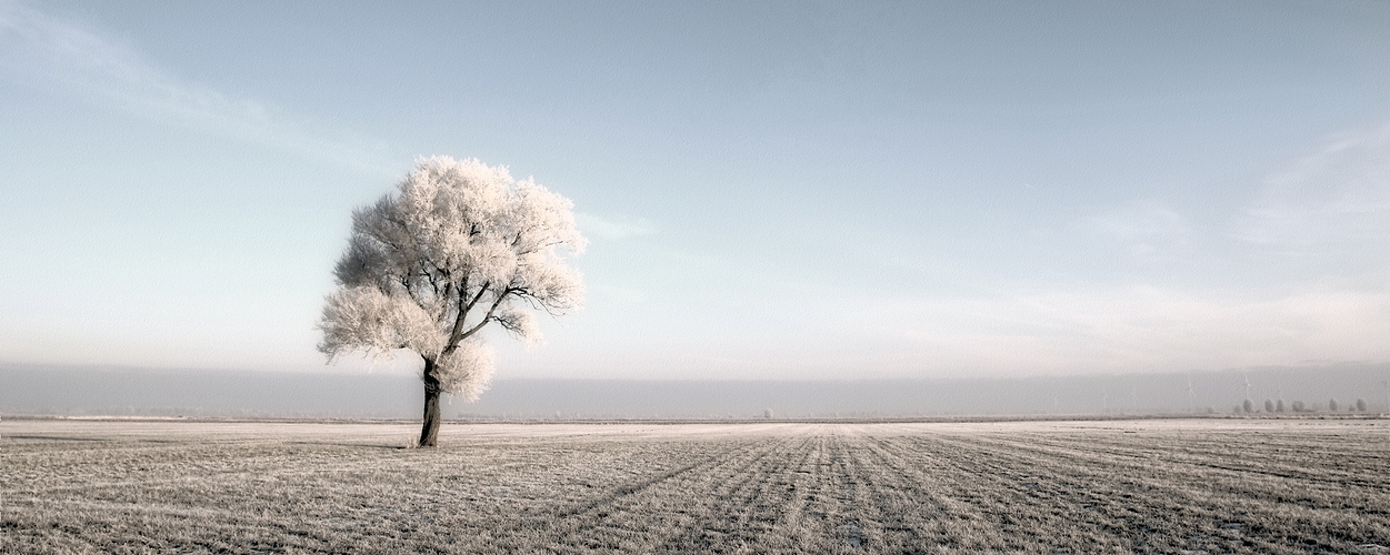 Winter-Baum