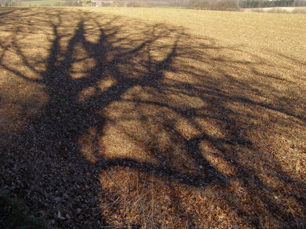 Winter-Baum