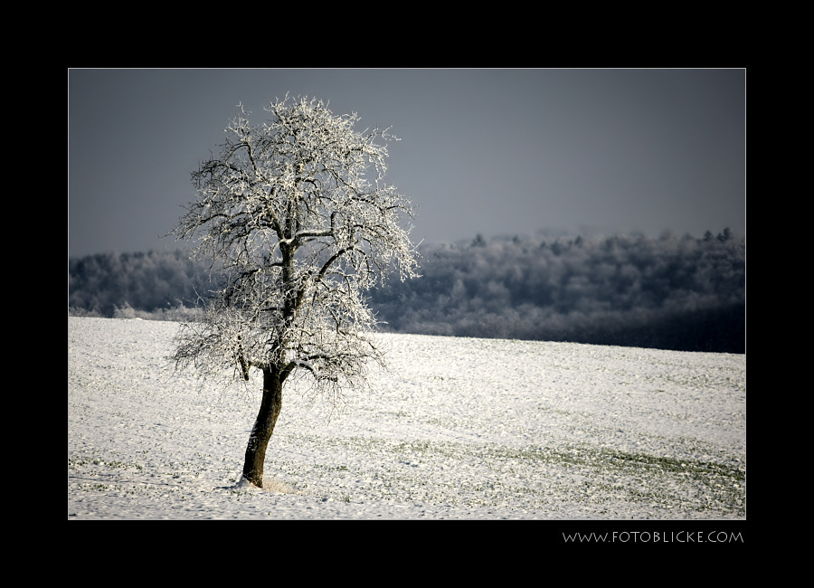 Winter Baum #2