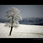 Winter Baum #2