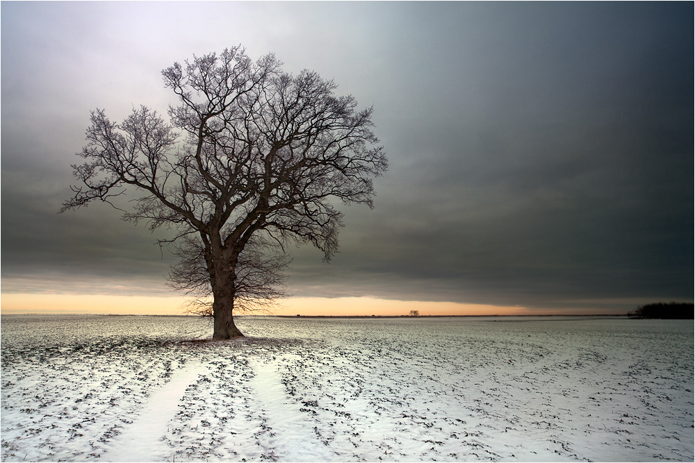 Winter Baum