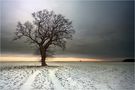 Winter Baum von AlexanderL 