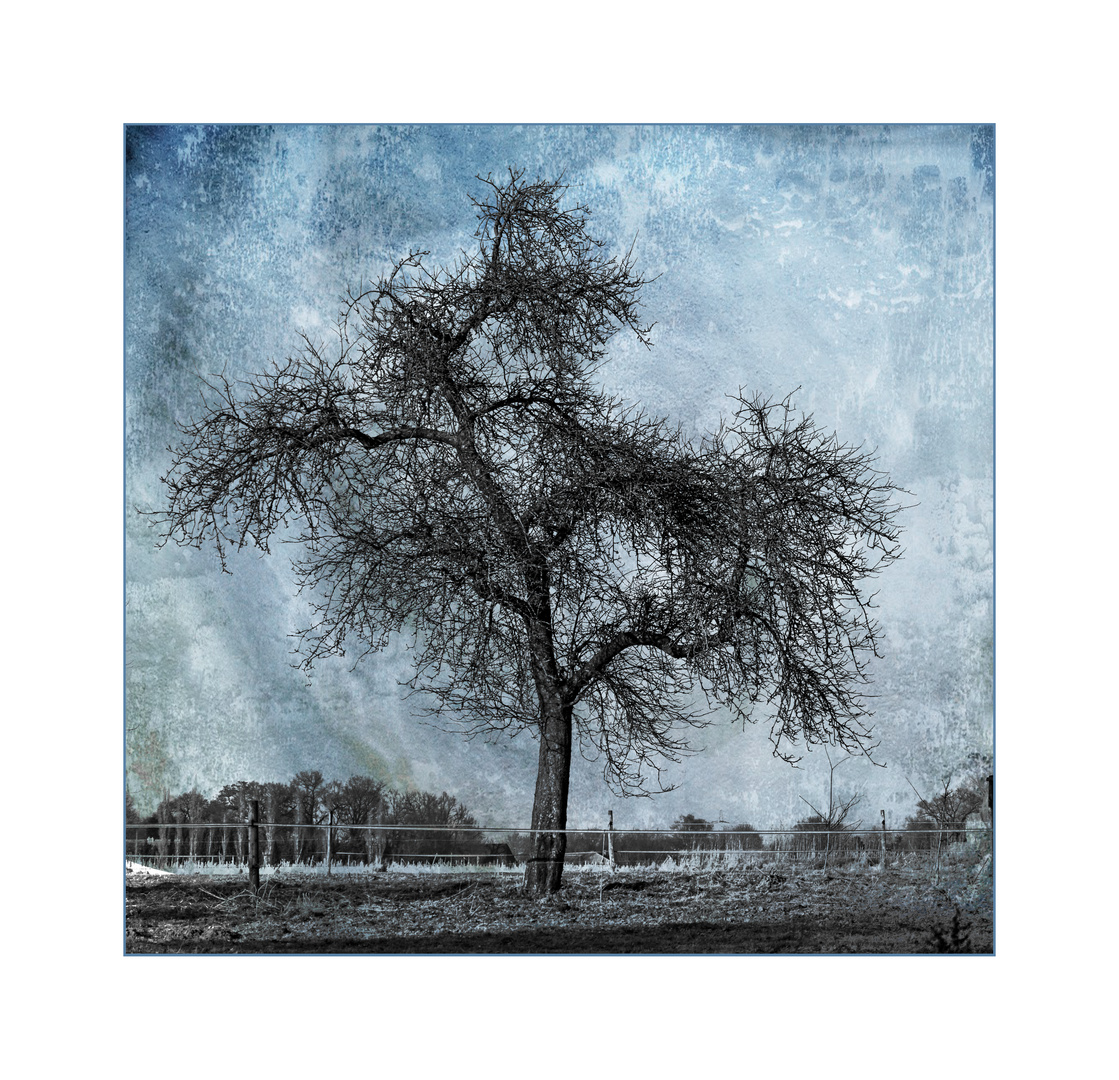 Winter-Baum