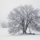 Winter Baum