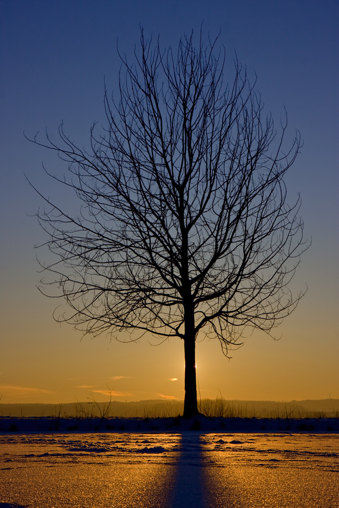 Winter-Baum