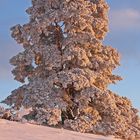 Winter-Baum