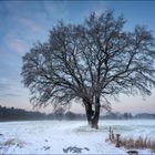 Winter Baum