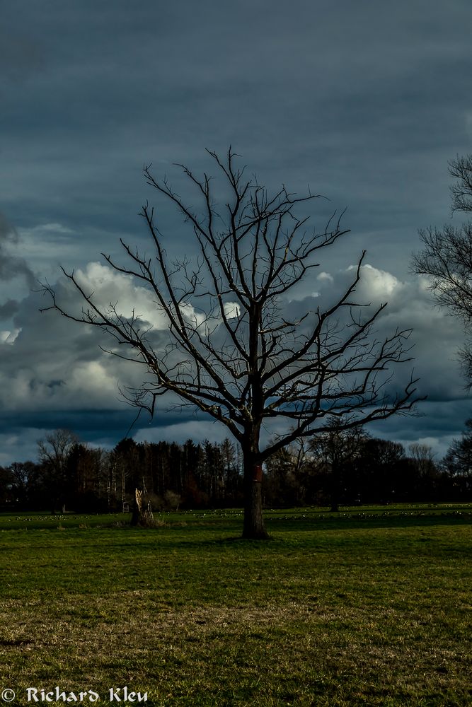 Winter-Baum