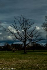 Winter-Baum