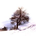 Winter Baum