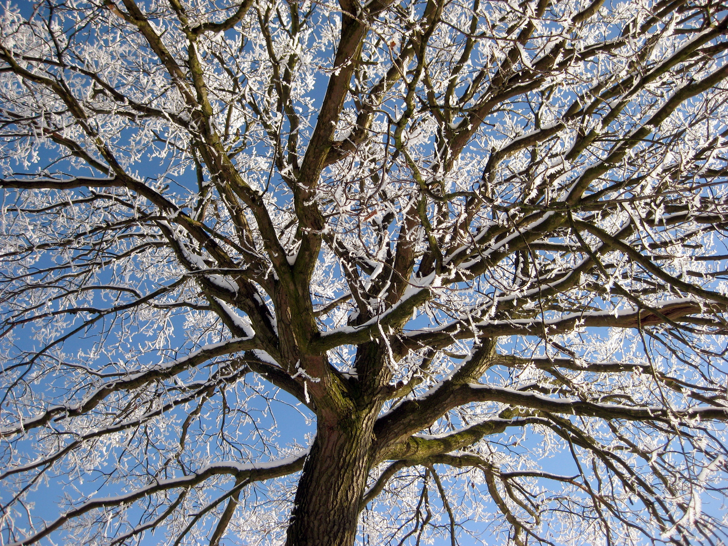 Winter Baum