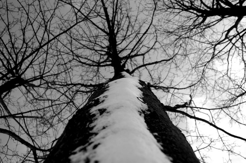 Winter-Baum von Johanna Grabowski