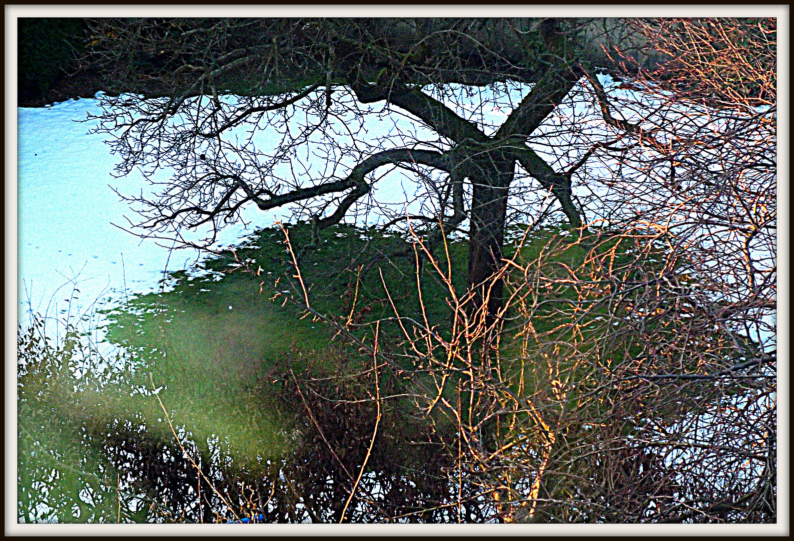 Winter: Baum im Garten der Nachbarin - in Farbe