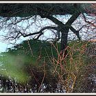 Winter: Baum im Garten der Nachbarin - in Farbe