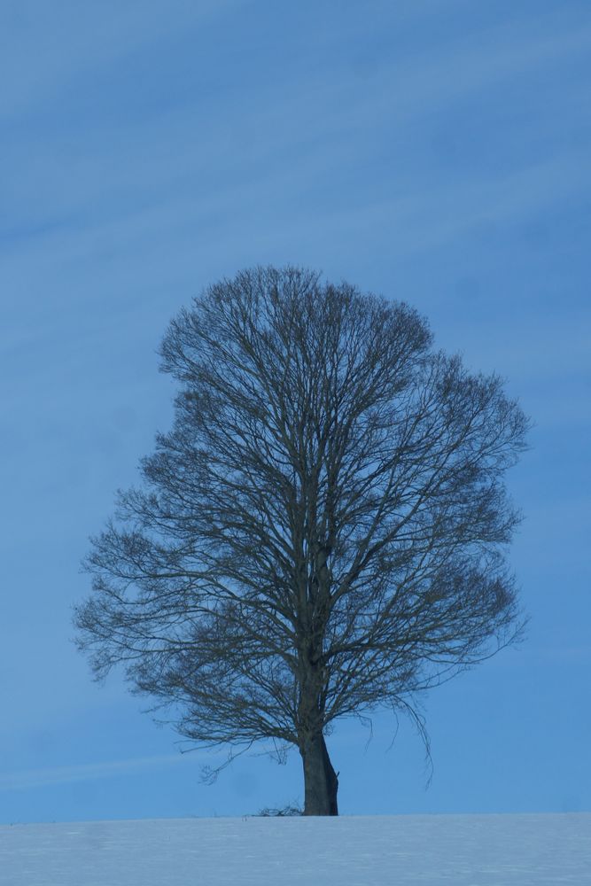 Winter Baum ohne Blötter