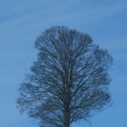 Winter Baum ohne Blötter