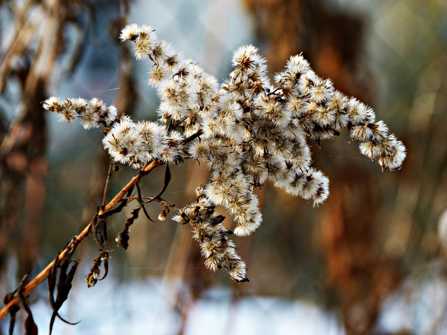 winter beauty