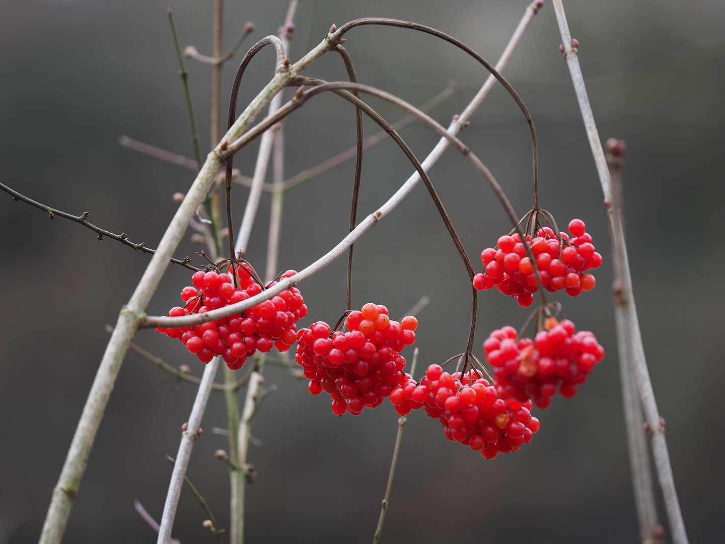 Winter Beeren