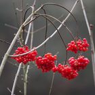 Winter Beeren