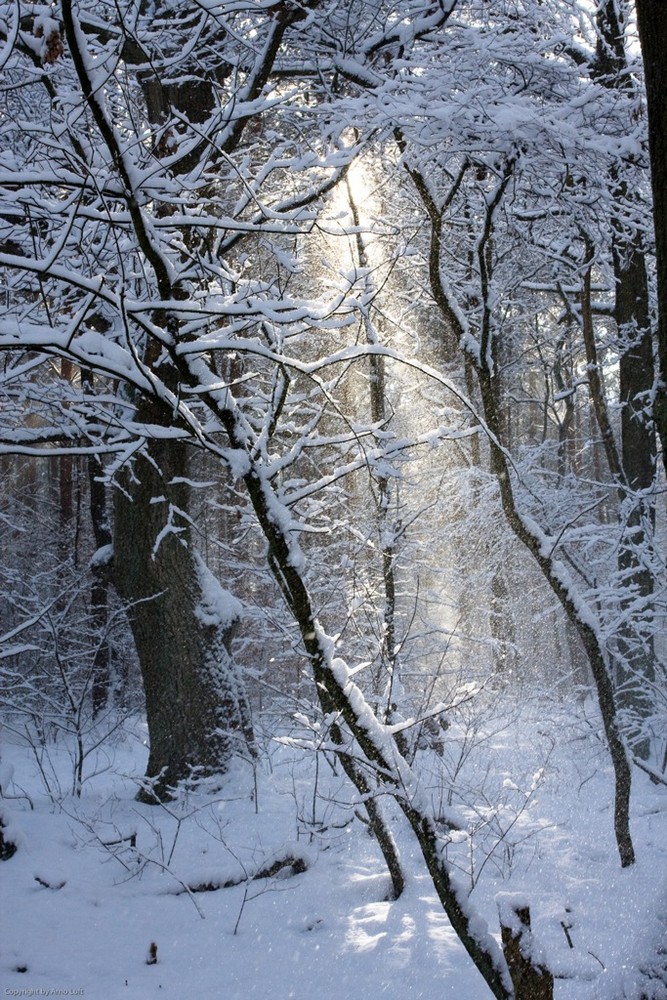 Winter bei Berlin