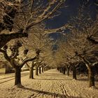 Winter bei Nacht