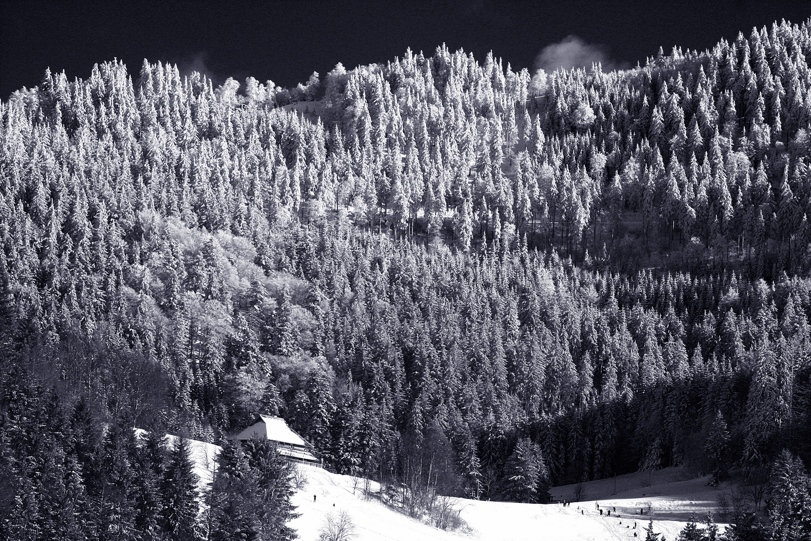 Winter-Bergwald