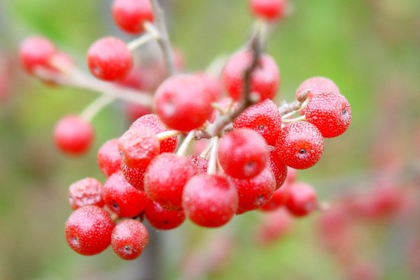 Winter Berries