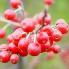 Winter Berries