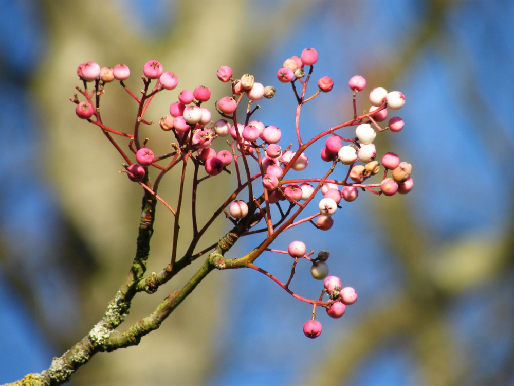 Winter Berries