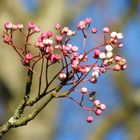 Winter Berries