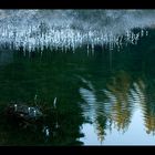 Winter-Beschaulichkeit am Glas-Teich...