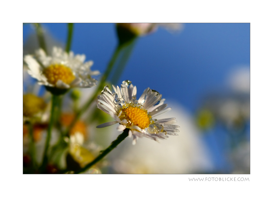 Winter Besuch