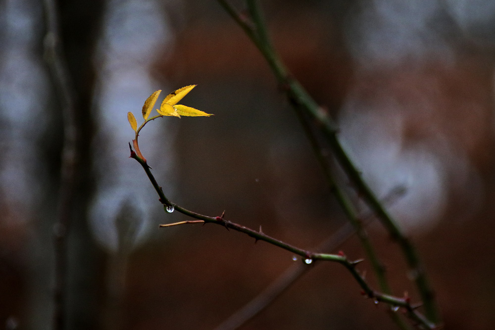 "Winter-Bild" ???