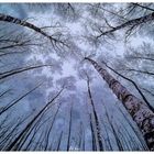 Winter Birches (161228b)