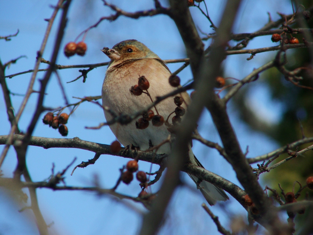 winter bird