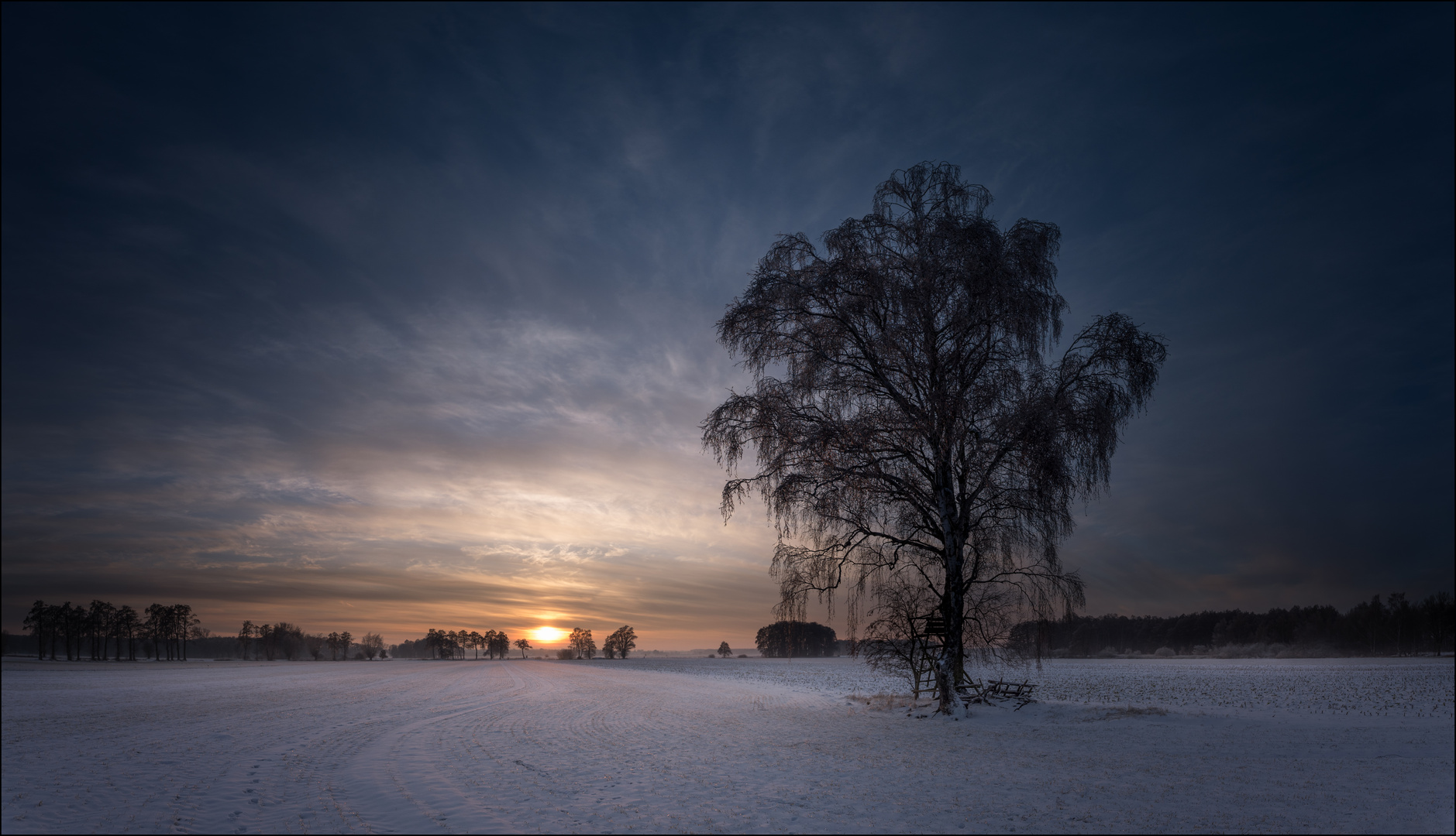 * Winter Birke *