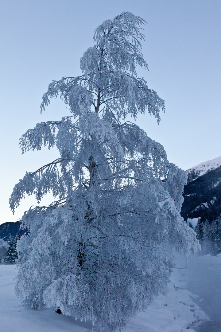 "Winter-Birke"